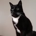 Bruce Ewert - @lord_milo_munchie - Instagram