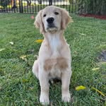 Bruce Farrell - @bruce_thegoldenpup - Instagram