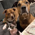 Bruce & Finn - @bruce_finn_roo - Instagram