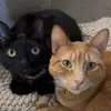 bruceandfinn - @bruceandfinn - TikTok