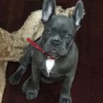 Bruce Fitzgerald - @brucefitzgerald17 - Instagram