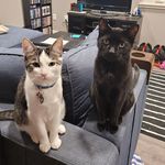 Flint and Bruce - @flintandbruce - Instagram