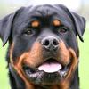 bruce.forrest - @bruce.forrest - TikTok