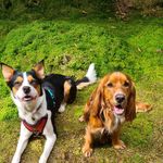 Bruce & Frank - @bruceyandfranky - Instagram