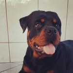 Bruce Garcia e Silva - @rottweilerbru.ce - Instagram