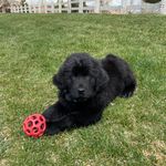 Nicole Gehrke - @bruceythenewfoundlandpup - Instagram