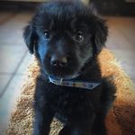 Bruce Germano Tesla/ Urso - @litlle_bruce - Instagram