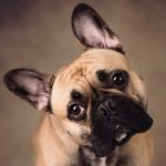 Bruce The Glasgow Frenchie - @bruce_the_glasgow_frenchie_ - Instagram
