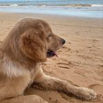 Bruce 🐶 - @bruce__golden_retriever - Instagram
