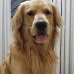 Bruce 👑 - @bruce_goldenretrieever - Instagram