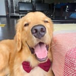 Bruce | golden retriever - @bruce.thegoldenr - Instagram