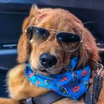 Bruce - @bruce.golden_rs - Instagram
