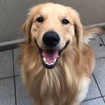 Bruce - @bruce__golden - Instagram