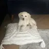 Bruce the Golden Retriever - @brucegoldenretriever1 - TikTok