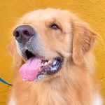 Bruce Wayne - @bruce_goldenretriever - Instagram