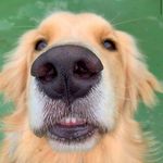 Bruce Wayne 💦 - @bruce.goldenretrieverr - Instagram