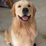 BruceGolden 🐶❤️ - @bruce.golden05 - Instagram