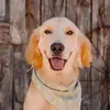 goldencowboybruce - @goldencowboybruce - TikTok