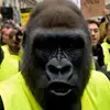BruceLeGorille - @brucelegorille - TikTok
