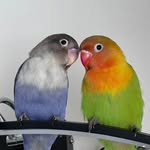 Bruce & Grace - @bruce__grace - Instagram