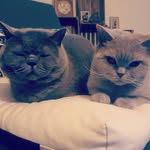 Bruce & Grace - @bruce_and_grace - Instagram