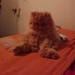 Bruce - @brucegracepersa - Instagram