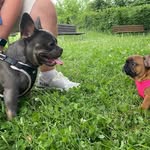 Bruce&Grace 🐶 - @bruce_and_grace_ - Instagram