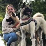 Zoe 🐕 Bruce 🐕 y Grace 🐈 - @zoe_bruce_akitas.grace_cat - Instagram