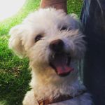 Bruce - @bruce_grass - Instagram