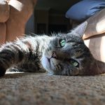 @grass.momo.n.bruce - Instagram