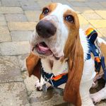 Bruce Hamilton Hatch - @brucethebassett - Instagram