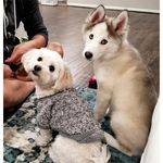 Bruce & Harlow & Margot - @bruces_n_gang - Instagram