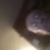 Bruce Harlow - @user54722966 - TikTok