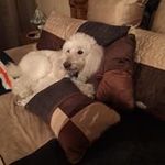 Bruce Hartman - @brcehrtmn15 - Instagram