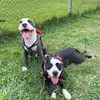 brucestaffordshire - @bruceehavenna - TikTok