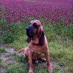Bruce & Maureen Haynes - @reddog_farm - Instagram