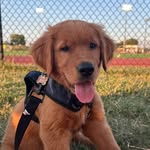 Bruce 💛😎🐶💚 - @bruce_evans_heaton - Instagram