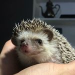 Циничный ёж-блогер Брюс 🦔🇷🇺 - @hedgehog_bruce - Instagram