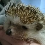 Bruce - @ahedgehognamedbruce - Instagram