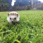 BRUCE - @bruce_hedgehog - Instagram
