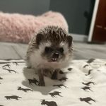 bruce - @bruce_the_hedgehog_ - Instagram