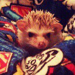 Bruce - @bruce_thehedgehog - Instagram