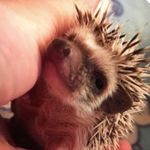 bruce/ブルース - @hedgehog.bruce - Instagram