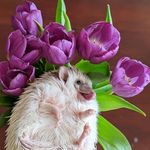 bruce_hedgehog - @bruce.thehedgehog - Instagram