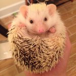 Bruce Quillis - @bruce_quillis_the_hedge - Instagram