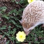 Bruce Quillis - @_bruce_the_hedgehog - Instagram