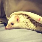 🦔Bruce The Hedge Hog🦔 - @bruce_the_hedge_hog - Instagram