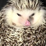 Bruce The Hedgehog - @bruce.the.hedgehog - Instagram