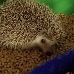 bruce the hedgehog - @i_am_bruce_the_hedgehog - Instagram