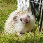 Bruce the Hedgehog - @the_hedgehog_bruce - Instagram